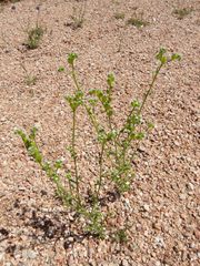 Cryptantha cycloptera