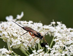Pimpla pedalis
