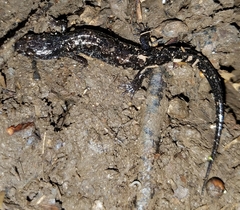 Desmognathus ocoee