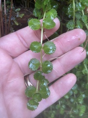 Epilobium pedunculare
