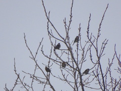 Linaria flavirostris