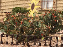 Opuntia aciculata