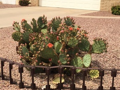 Opuntia aciculata