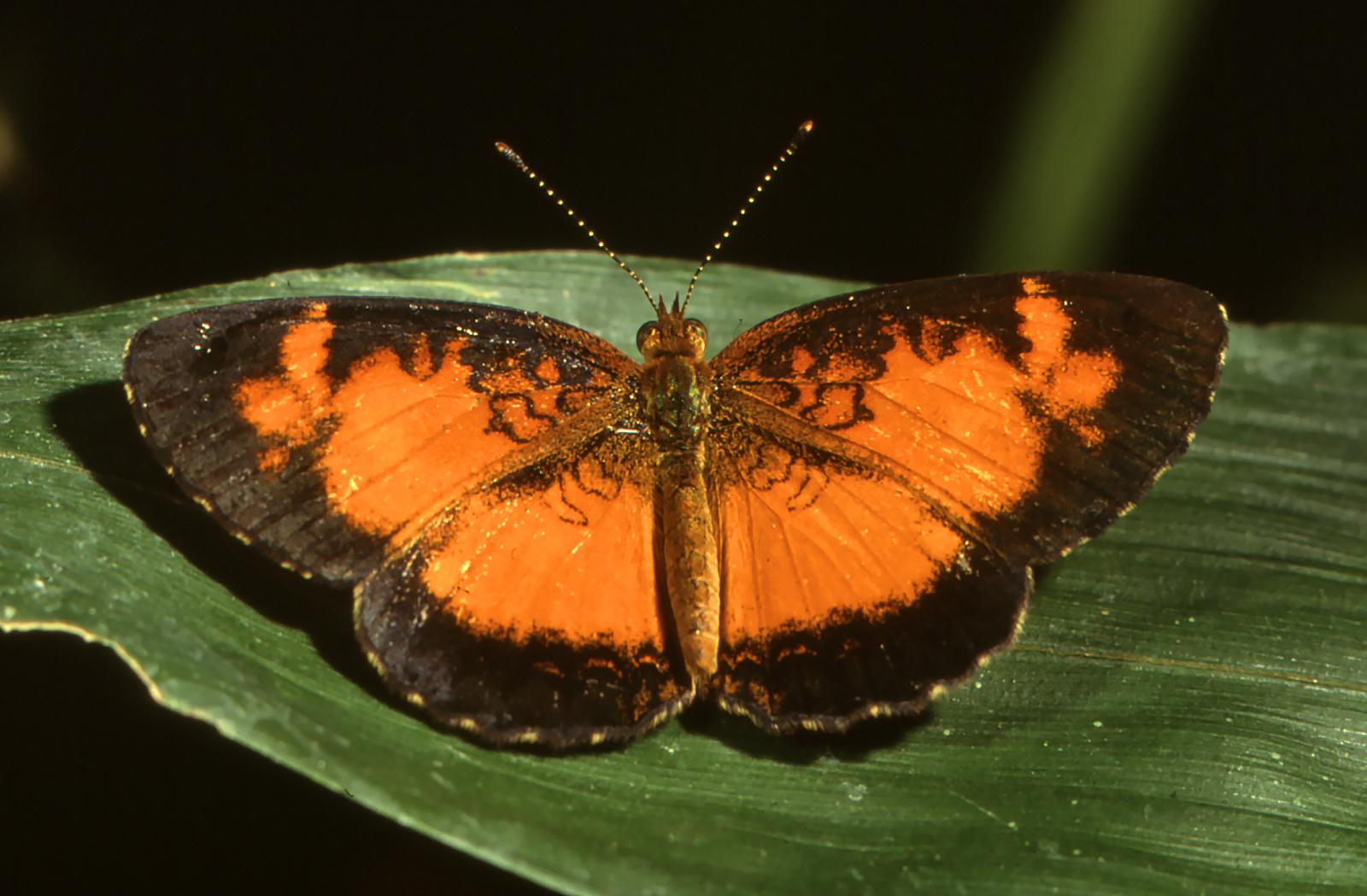 Brazilian crescent (Ortilia liriope) · iNaturalist