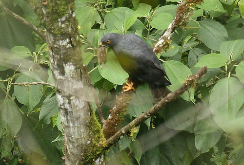 White-rumped Hawk