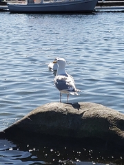 Larus glaucescens × occidentalis