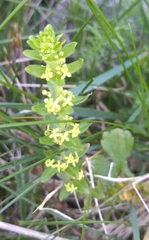 Cruciata laevipes