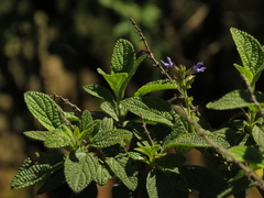Salvia bogotensis