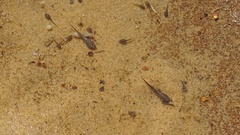 Pseudophryne australis