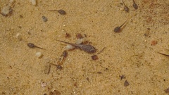 Pseudophryne australis