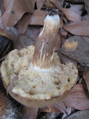 Tylopilus tabacinus