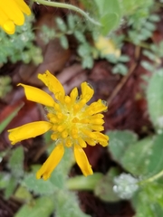 Amblyolepis setigera