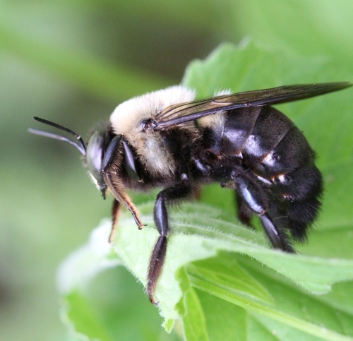 Eastern Carpenter Bee, photo 5 of 8