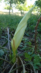 Arum italicum italicum