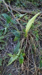 Arum italicum italicum