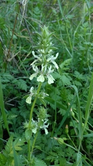 Stachys ocymastrum