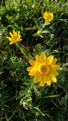 Anacyclus radiatus