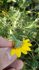 Anacyclus radiatus
