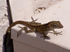 Anolis sagrei