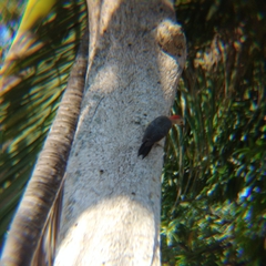 Melanerpes aurifrons