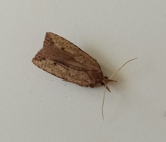 Planotortrix notophaea