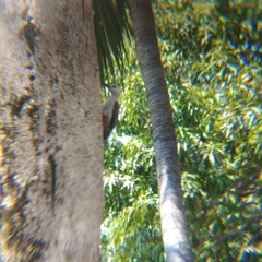 Melanerpes aurifrons