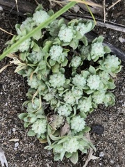 Psilocarphus tenellus