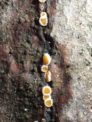 Parachnopeziza miniopsis