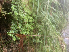 Epilobium pedunculare