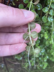 Epilobium pedunculare