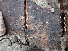 Parachnopeziza miniopsis