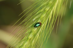 Gastrophysa polygoni