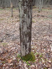 Parachnopeziza miniopsis