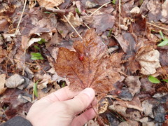 Parachnopeziza miniopsis