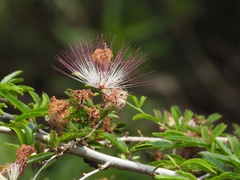 Calliandra californica