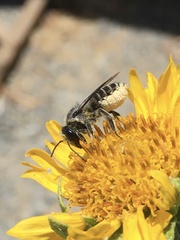 Megachile