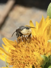 Megachile
