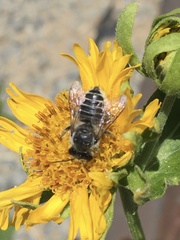 Megachile