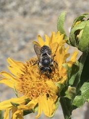 Megachile
