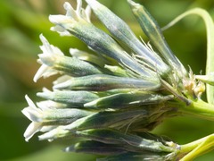 Amsonia palmeri