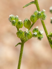 Cryptantha cycloptera