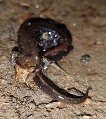Desmognathus ocoee