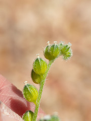 Cryptantha cycloptera