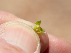 Cryptantha cycloptera