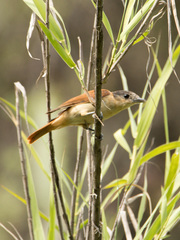 Pachyramphus validus