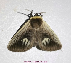 Podalia intermaculata