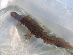 Lissotriton vulgaris vulgaris