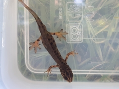 Lissotriton vulgaris vulgaris