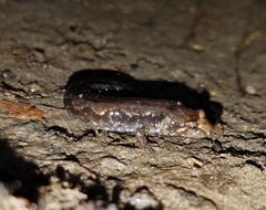 Desmognathus ocoee