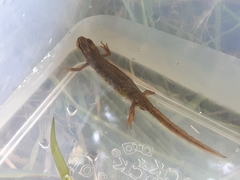 Lissotriton vulgaris vulgaris